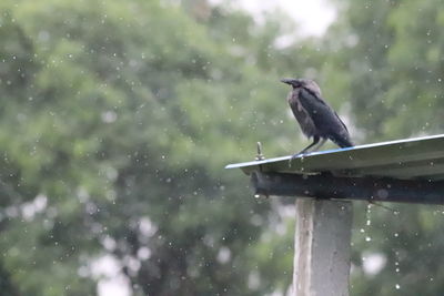 Bird perching on a tree