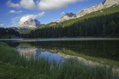 Forest trees by lake