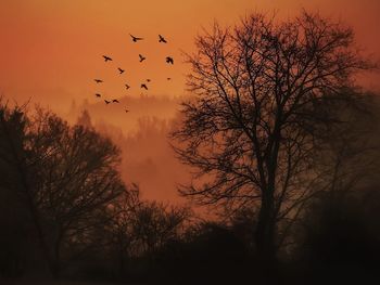 Silhouette of trees at sunset