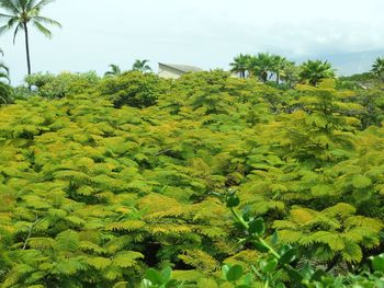 Scenic view of tree against sky