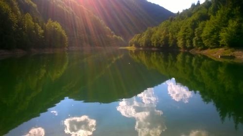 Reflection of trees in lake