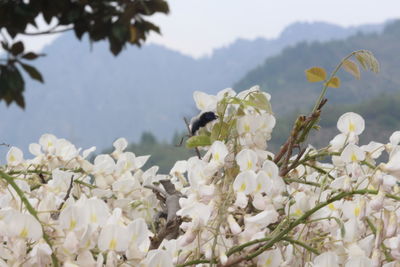 Close-up of bee on white flowers