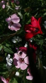 Close-up of red hibiscus blooming outdoors