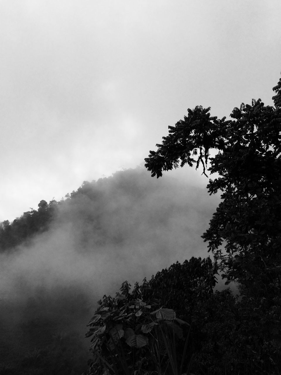 tree, fog, tranquil scene, scenics, tranquility, beauty in nature, nature, silhouette, foggy, growth, sky, idyllic, non-urban scene, branch, cloud - sky, day, remote, outdoors, majestic, dawn, no people, mountain, solitude, mist, outline