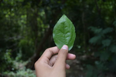 Cropped image of person holding green leaves