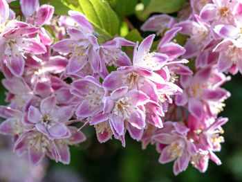 Close-up of pink flowering plant