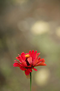 Close-up of insect on red flower