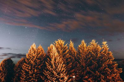 Low angle view of tree against sky at night