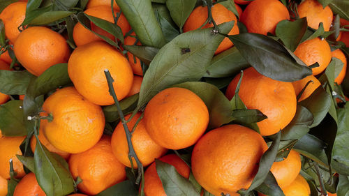  view of a bunch of fresh tangerine oranges with green leaves, on sale at traditional street market