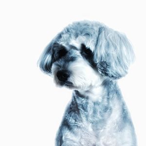 Close-up of a dog over white background