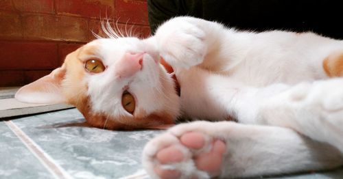 Close-up of a cat resting