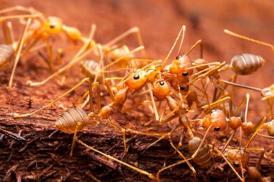 Close-up of ants on wood