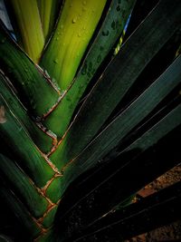 Full frame shot of succulent plant