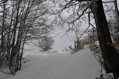 Bare trees on snow covered landscape