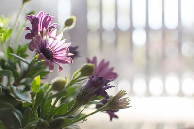 Close-up of flowers blooming outdoors