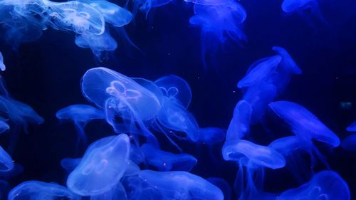 Moon jellyfish swimming in group in s.e.a aquarium-resorts world sentosa, singapore. 