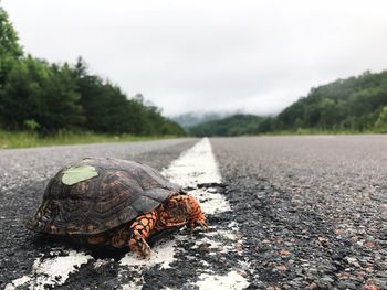 Close-up of tortoise on road against sky