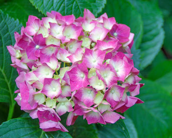 Close-up of pink flowers blooming outdoors