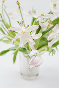 Close-up of white flowers