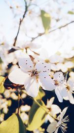 Close-up of white flowers blooming on tree