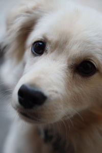 Close-up portrait of dog