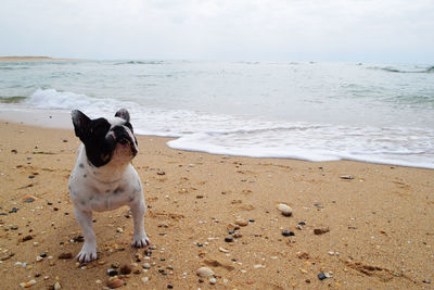 Dog standing on beach against sky