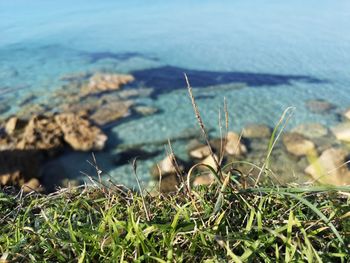Plants growing on rocks by sea