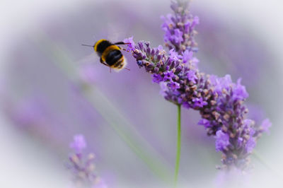 Close-up of bee pollinating on lavender