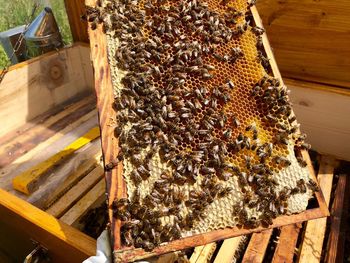 Close-up of bees on wood