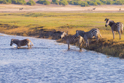 Zebras at lake