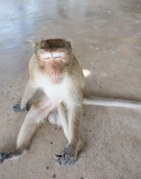 High angle view of monkey sitting on water