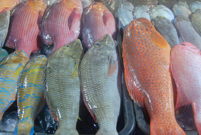 Close-up of fish for sale in market