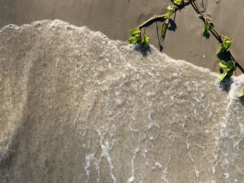 High angle view of plants by sea