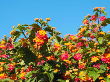 Close-up of pink flowering plants