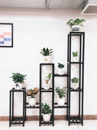 Potted plant against white wall