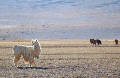 Llama standing on ground