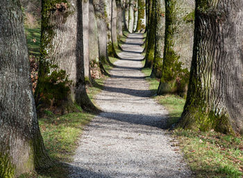 Footpath amidst trees in forest