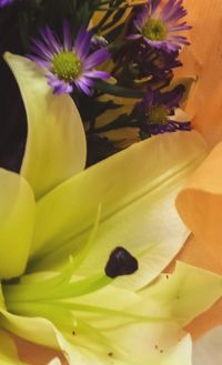 Close-up of yellow flowers