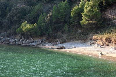 Scenic view of lake in forest