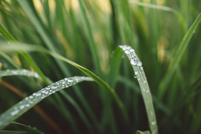 Close-up of raindrops on grass