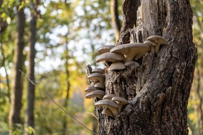 Low angle view of mushrooms on tree trunk