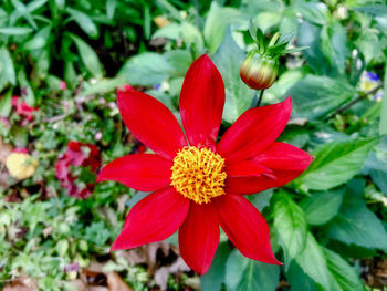 Close-up of red flower in park