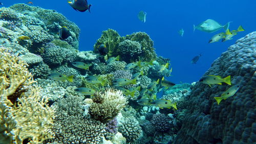 Colorful tropical fish on a coral reef, amazingly beautiful fairy world.