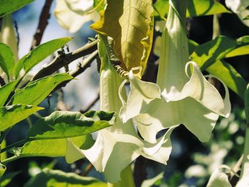 Low angle view of leaves on branch