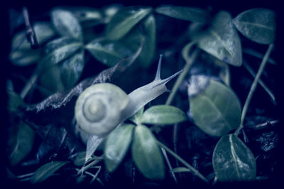 Close-up of leaves