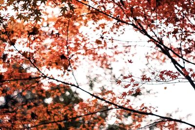 Low angle view of pink blossoms against sky