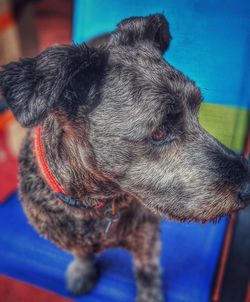 Close-up of dog looking away