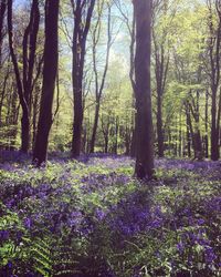 View of trees in forest