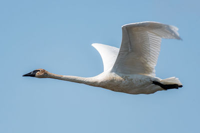 Adult mute swan flying over the huron river