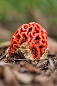 Close up of red mushroom